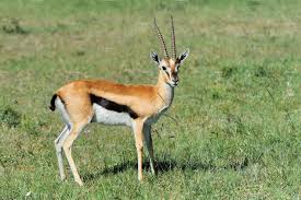Thomson Gazelle In 2020 Thomson Gazelle Gazelle African Animals