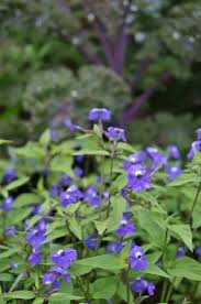 Image result for Browallia americana