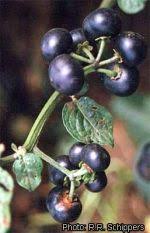 Image result for Solanum scabrum