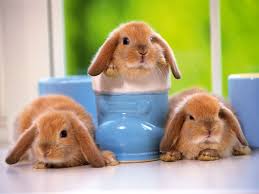 Baby Bunny S Grappig Konijn Schattigste Dieren Baby Konijntjes