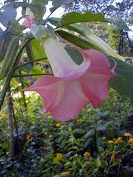 Pin On Perennials