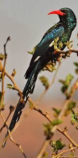 Very Small Birds Of South Africa Red Billed Wood Hoopoe South African Birds South African Animals Beautiful Birds