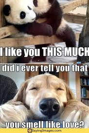 20 I Like You Memes That Will Make Her Blush Memes Funny Animals Like You