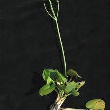 Image result for Caldesia parnassifolia