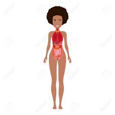 Internal organs of the human body anatomical chart anatomy organ system, gastroenterology. Human Female Body With Internal Organs Schema Flat Infographic Royalty Free Cliparts Vectors And Stock Illustration Image 124210334