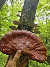 Image result for Ganoderma tsugae