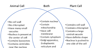 Check spelling or type a new query. Plant And Animal Cells Venn Diagram Differences And Similarities