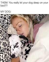 Shoulda Been A Cowboy Company