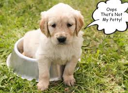 House breaking your puppy potty training your pitbull puppies. No More Puddles How To Potty Train A Puppy Fast