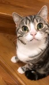 Innocent Cat Stare In 2020 Little Pets Animal Stories Pets