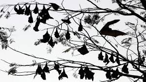 Neocov is a bat coronavirus that was first identified in 2011. Neocov Coronavirus Found In Bats May Pose Threat To Humans In Future Chinese Scientists Caution