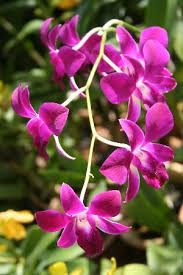 Maybe you would like to learn more about one of these? Orchid Park Taman Orkid Kuala Lumpur Orchids Orchid Purple