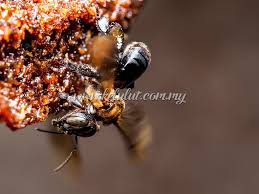 Our system stores lebah kelulut apk older. Pengenalan Kepada Kelulut Kelulut Malaysia