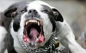 Con cái còn sống 30 kg. Cáº£nh Bao Nguy Hiá»ƒm Khi Cho Pitbull Táº¥n Cong NgÆ°á»i Vtv Vn