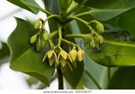 Image result for Rhizophora mucronata