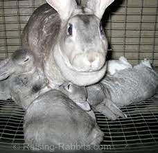 Weaning Rabbits Minimize Stress At Weaning Time For Baby Rabbits