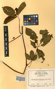 Image result for Ampelocissus multistriata