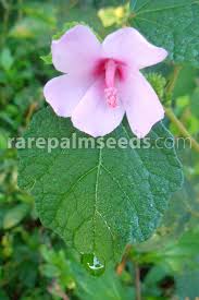 Image result for Urena