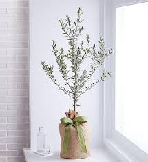 Olive Tree In 2020 Potted Trees Olive Tree Patio Trees