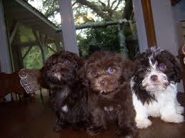 Myers, florida, 33913 pictured below are available for purchase to responsible dog lovers. Twins Havanese Havanese Venice Florida