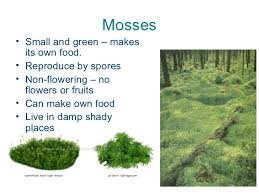 Check spelling or type a new query. We Are Scientists 4 2 Classification Of Plants