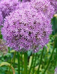 Once spring bulbs have finished blooming, other plants grown from bulbs take over in the garden. Allium Globmaster Giant Allium Bulbs Bulb Flowers Allium Flowers Plants