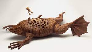 Surinam toad is extremely powerful swimmer with its hind legs being very muscular and large. Suriname Toad Kids Getting Under Your Skin It S No Joke For A Female Suriname Sea Toad She Gives Birth To Her Offsprin Interesting Animals Amphibians Toad