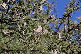 Image result for Acacia erioloba