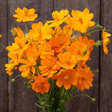 Image result for Artemisia sp.no.1