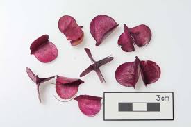 Image result for Dioscorea asteriscus