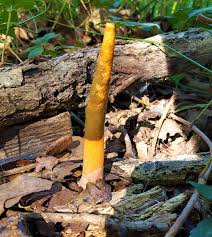 Image result for Mutinus elegans