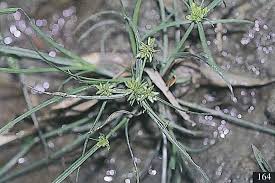 Image result for Pycreus pumilus