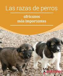 Las Razas De Perros Africanos Mas Importantes Mis Animales Perro Africano Razas De Perros Perros
