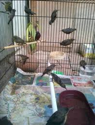 Over 80% new & buy it now; Kolibri Konin Bahan Sudah Jinak Shopee Indonesia