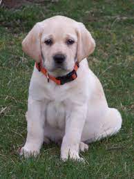 Woodland Breeze Labs Lab Puppies Yellow Lab Puppies Lab Dogs
