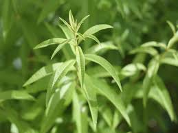 La Verveine Citronnelle Une Plante Parfumee Et Culinaire Citronnelle Verveine Odorante Verveine