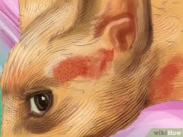 In this article how can cat allergies be treated? How To Diagnose Seasonal Allergies In Cats With Pictures