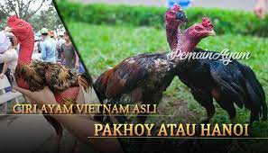 Sabung ayam online terpercaya memiliki keuntungan yaitu anda bisa mengisi waktu kosong anda jika anda bermain taruhan sabung ayam online ini , bukan hanya memperoleh kemenangan saja tapi. Ciri Ayam Vietnam Asli Saigon Atau Hanoi Hanoi Asli Vietnam