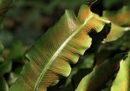Image result for Asplenium africanum