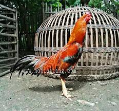 Warna ayam pamangon wido yang bagus : 10 Jenis Ayam Bangkok Terbaik Dan Bagus Untuk Dipelihara Hobinatang