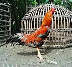 Macam macam ayam bangkok yang ada di sini sudah dilengkapi gambarnya. 10 Jenis Ayam Bangkok Terbaik Dan Bagus Untuk Dipelihara Hobinatang