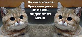 А ты сука думал,я с тобой в игрушки играю? / кот :: пидрюлька :: игра ::  игрушка :: игрушки :: нашёл :: пидрила :: Игры :: котэ (прикольные картинки  с кошками) / картинки, гифки, прикольные комиксы, интересные статьи по теме.
