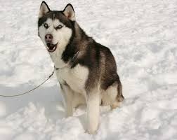 Eight Below 2006 Kutup Macerasi The Oscar Favorite