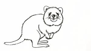 How To Draw A Quokka Easy Drawings Art Tutorials Art
