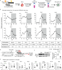 Đt nhỏ như ip, s21 thì lại giá cao. Microglia Specific Knock Down Of Bmal1 Improves Memory And Protects Mice From High Fat Diet Induced Obesity Molecular Psychiatry