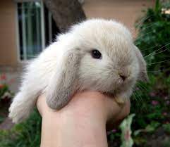 He crossed a netherland dwarf buck to a french lop doe, and also created the breed from there. Holland Lop Rabbits The Smallest Of Lop Rabbits The Pets Dialogue