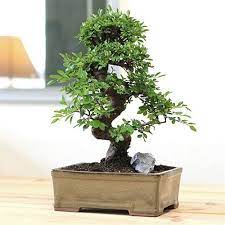 Bonsai Chinese Elm Bonsai Tree From Easternleaf Com Characterized By Its Leaf Shape And Strong Stem Development The Chinese Elm Bonsai Tree Will Continuall Bonsai Tree Types Elm Bonsai Indoor