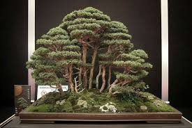 Bonsai With Images Bonsai Forest Bonsai Garden Bonsai