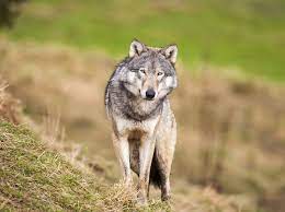 Pin On Animal Petitions