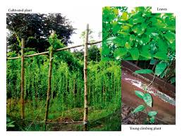 Image result for Tiliacora